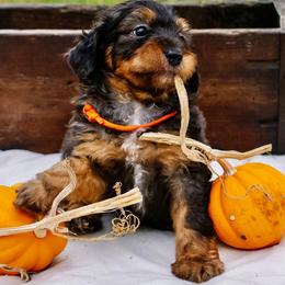 Sofie's Orange Boy - Sweet, Confident, Explorer - Red phantom male Aussiedoodle puppy in Burkesville, Kentucky from Bline’s Awesome Aussies, Aussiedoodles & Doxies at the Bline Family Farm