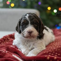 Gandalf - Kid Friendly - Brown and white male Bernedoodle puppy in Eureka, Illinois from Joley Aire Family Dogs