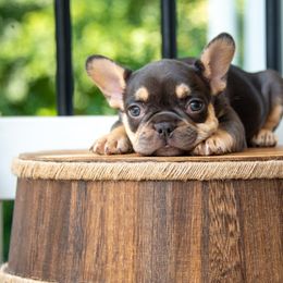 Chunky - Tricolors female French Bulldog puppy in Nokesville, Virginia from Hershel's