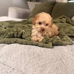 Kari - Apricot female Poodle puppy in Poplarville, Mississippi from Southern Belle Poodles