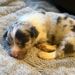 Freedom - Blue merle female Border Collie puppy in Lakeport, California from Akins Aussies/Wild Rose Ranch