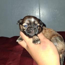 Girl 2 - Black gold and white female Shih Tzu puppy in Birmingham, Alabama from K&D kennels