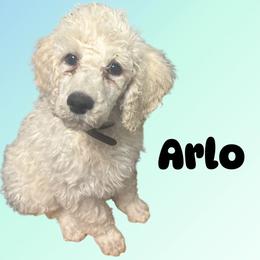 Arlo - Cream male Poodle puppy in Baltimore, Maryland from Steinrock’s Standards
