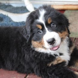 Bernese Mountain Dog Puppies from Baby Bear Bernese Kennel