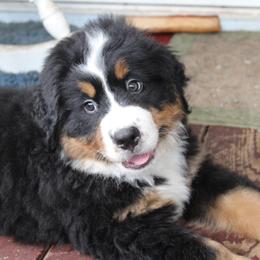Bernese Mountain Dog Puppies from Baby Bear Bernese Kennel