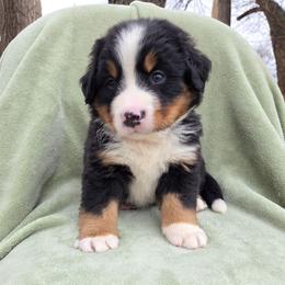 Anthony--Red collar - Black rust and white male Bernese Mountain Dog puppy in Greenwood, Delaware from A&A Greenwood Puppies