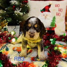 RB3 - Tri-Roan male English Springer Spaniel puppy in Britton, South Dakota from K&S Canines