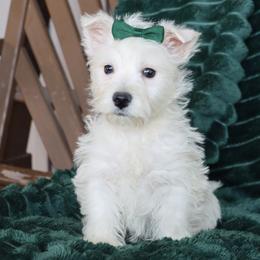 Jenny - White female West Highland White Terrier puppy in Goshen, Indiana from Linda’s Lovable Pups