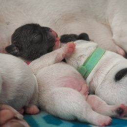 Bulldog Puppies from The Barking Lot