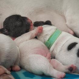 Bulldog Puppies from The Barking Lot