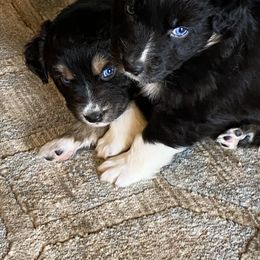Australian Shepherd Puppies from Cottage Farm Aussies
