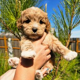 Dogzilla - Golden male Cockapoo puppy in Indiahoma, Oklahoma from Phamily Doodles