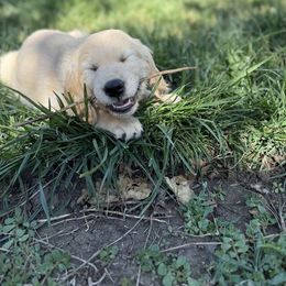 Blue - Boy - Dark golden male Golden Retriever puppy in Chico, California from Upper Park Goldens