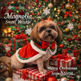Storm - Shih Tzu