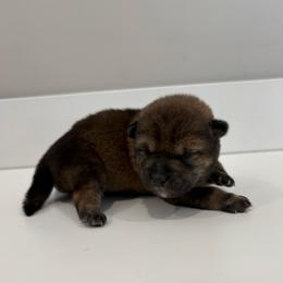 Yapper - Sesame male Shiba Inu puppy in Covington, Ohio from Rustic Country Shibas