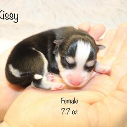 Kissy - Black and white female Pomsky puppy in Denham Springs, Louisiana from Bayouland Pomskies