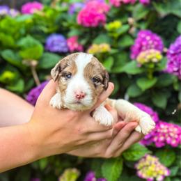 Poppy - Merle female Labradoodle puppy in Elizabeth City, North Carolina from Howdy Doodles