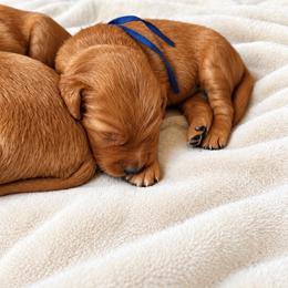 Male 3 - Dark golden male Golden Retriever puppy in Rainier, Washington from Hanson’s NW Goldens & Doodles