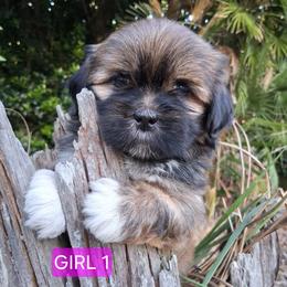 GIRL 1 FLORIDA AKC MULTI CHAMPION ANCESTRY - Red gold female Lhasa Apso puppy in Bell, Florida from Maryann & Kandis