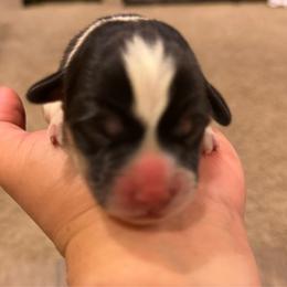 Male tricolor - White and black male Pembroke Welsh Corgi puppy in Glendale, Arizona from CorgiholicsAz