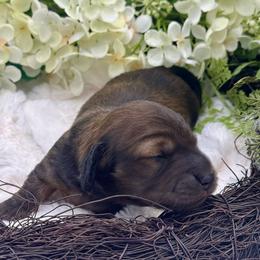 Finley - Red female Dachshund puppy in Exeter, California from Sawtooth Miniature Dachshunds