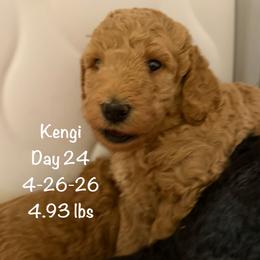 Kengi (Romeo)- Red Pure Poodle, Smaller Standard Poodle - Red  male Poodle puppy in Sacramento, California from Robinsnest Poodles