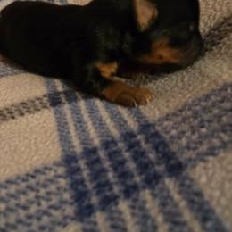 Snickers - Black and tan male Yorkshire Terrier puppy in Yadkinville, North Carolina from Yadkinyorkies&Morkies