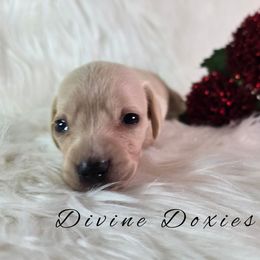 AKC Asher English Cream - Cream male Dachshund puppy in Kansas City, Missouri from Divine Doxies LLC