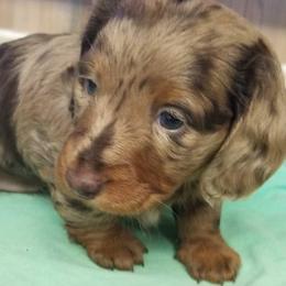 Chocolate dapple girl - Dapple female Dachshund puppy in La Monte, Missouri from Wulff's East LA Puppies