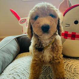 Yellow - Cream male Goldendoodle puppy in Humble, Texas from Donna Bear and the Golden Doodles