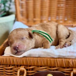 Green - Red  male Goldendoodle puppy in Hesperia, Michigan from Red Acres Poodles & Doodles