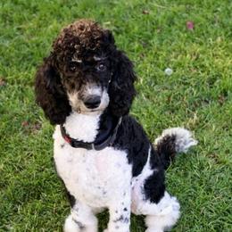 Jules  - Poodle