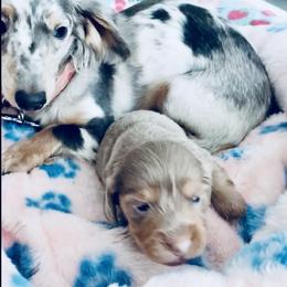 Dachshund Puppies from Meldox