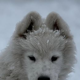 Samoyeds from Quanta Samoyeds