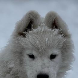 Samoyeds from Quanta Samoyeds