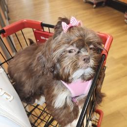 BAILEY - Shih Tzu
