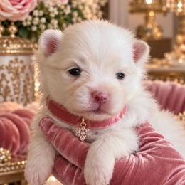 Pink Collar - White female Pomeranian puppy in Monroe, Georgia from Beastly Beauties Huskies & Pomskies