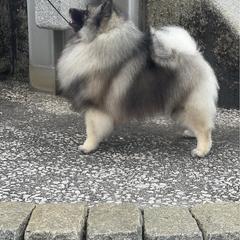 Keeshond puppies from Trillium Keeshonden
