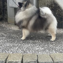Keeshond puppies from Trillium Keeshonden