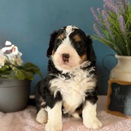 Teddy - Tri-color male Bernedoodle puppy in Denver, Pennsylvania from Redcay's Mini Bernedoodles