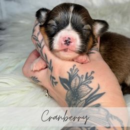 Cranberry - Sable and white female American Corgi puppy in Greenwood, Indiana from Witch Creek Corgis