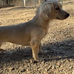 Honey - Cream female Dachshund puppy in Industry, Illinois from KDKs Kennels