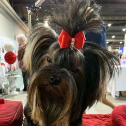 Madison - Yorkshire Terrier