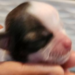 Bolt - Liver and white male Shih Tzu puppy in Kernersville, North Carolina from SweetTee's Shih Tzus LLC