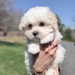 Boy 1 - male Coton de Tulear puppy in Warrenton, Virginia from Four Lochs LLC