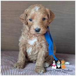 TATER - Multigen Mini Medium Goldendoodle - Ready 11-7 - OFA-Genetics-2 Yr Warranty - Apricot male Goldendoodle puppy in Jeddo, Michigan from Apple Creek Doodles