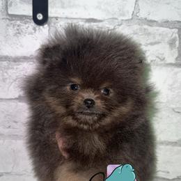 Stripe - Blue and tan male Pomeranian puppy in Perry County, Ohio from Speechless Pom’s