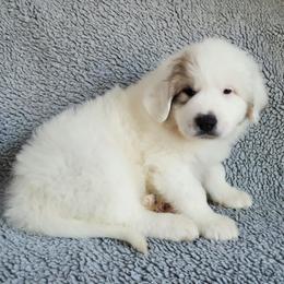 Patch - eye patch badger - White and badger female Great Pyrenees puppy in Monmouth, Maine from Flewelling Great Pyrenees