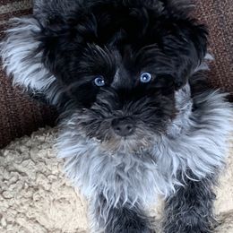 Echo - Miniature Schnauzer