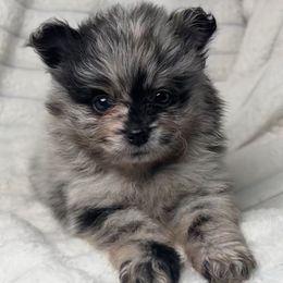 Dolly - Blue merle female Pomeranian puppy in Hughes Springs, Texas from Hughes Springs Tx Poms